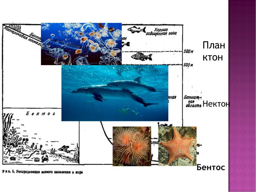 Планктон Нектон Бентос