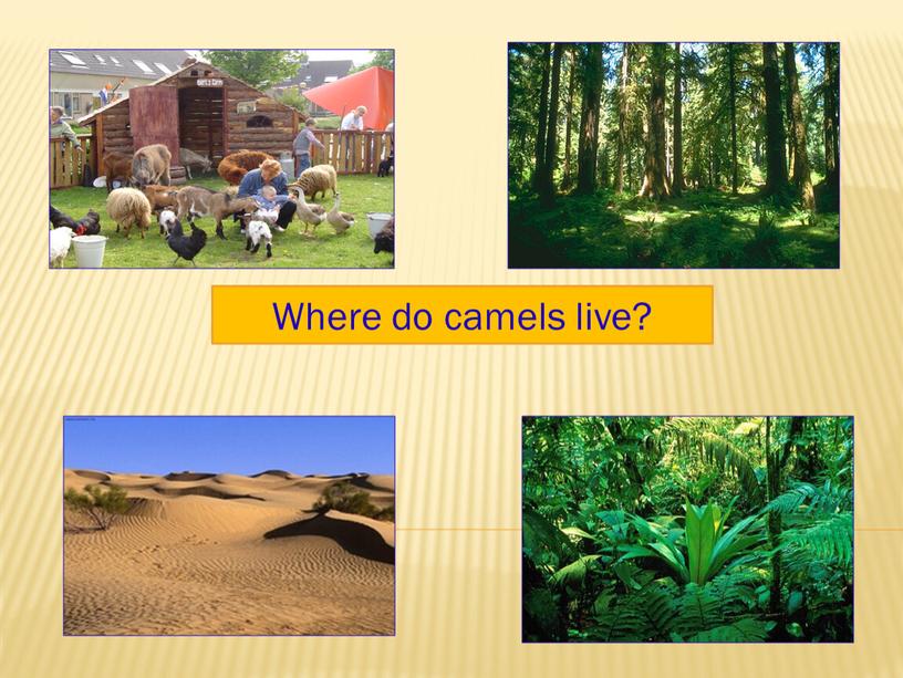 Where do camels live?