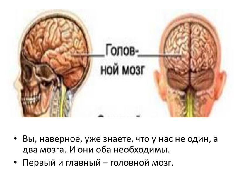 Вы, наверное, уже знаете, что у нас не один, а два мозга