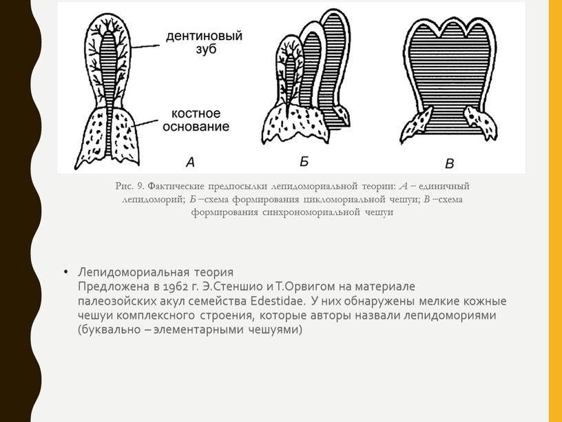 Лепидомориальная теория Предложена в 1962 г