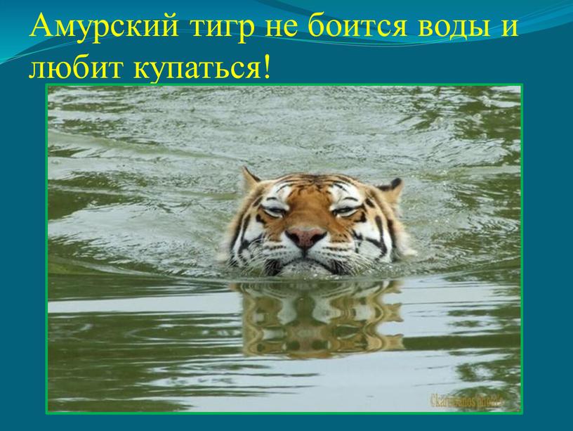 Амурский тигр не боится воды и любит купаться!