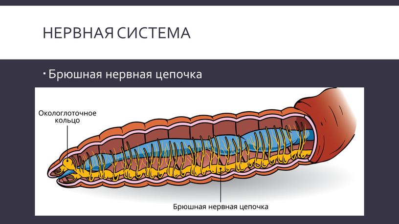 Нервная система Брюшная нервная цепочка