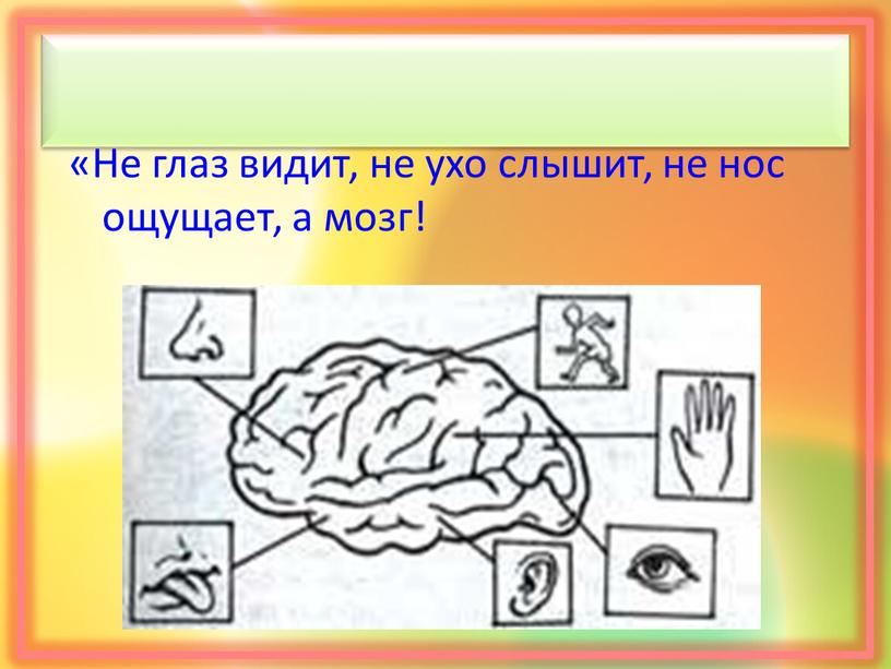 Не глаз видит, не ухо слышит, не нос ощущает, а мозг!