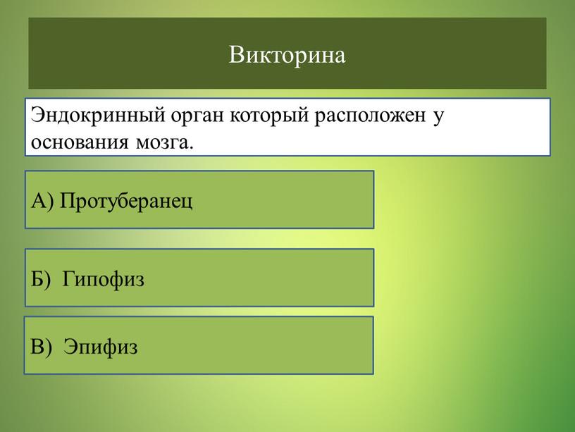 Викторина Эндокринный орган который расположен у основания мозга