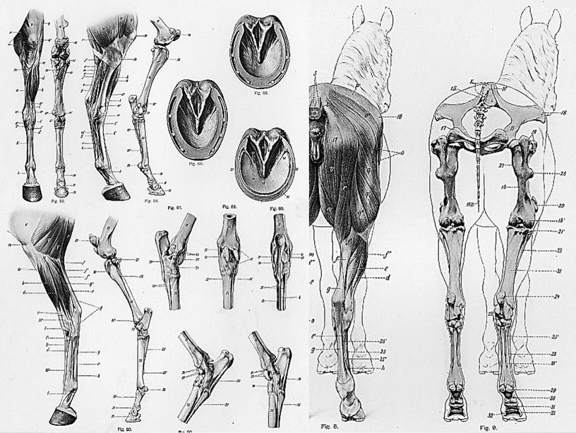 АНАТОМИЯ ЛОШАДИ. СКЕЛЕТ