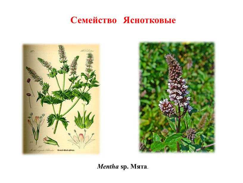 Mentha sp. Мята . Семейство