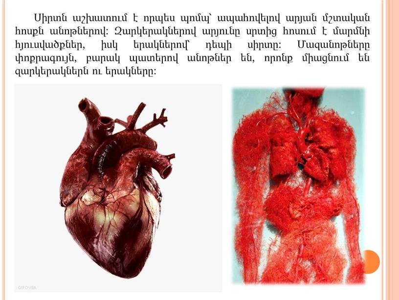 Սիրտն աշխատում է որպես պոմպ՝ ապահովելով արյան մշտական հոսքն անոթներով: Զարկերակներով արյունը սրտից հոսում է մարմնի հյուսվածքներ, իսկ երակներով՝ դեպի սիրտը: Մազանոթները փոքրագույն, բարակ պատերով…