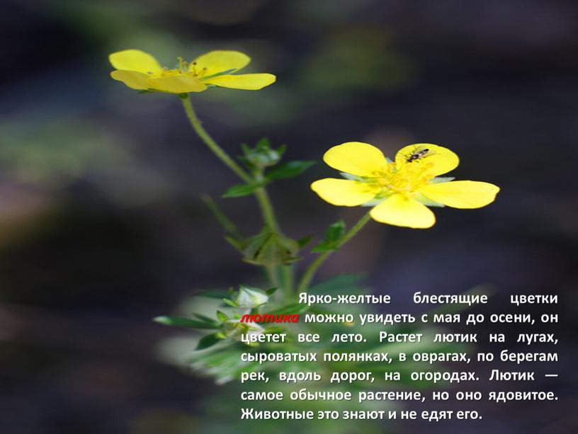 Ярко-желтые блестящие цветки лютика можно увидеть с мая до осени, он цветет все лето