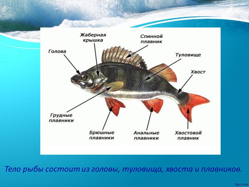 Тело рыбы состоит из головы, туловища, хвоста и плавников