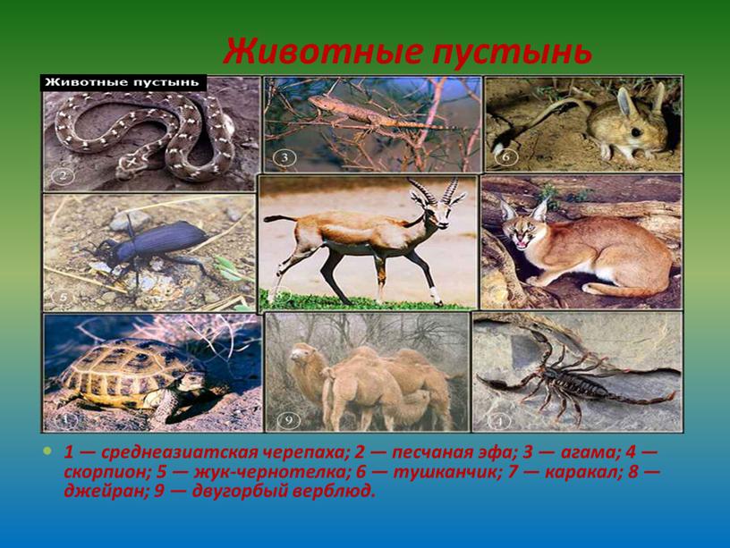 Животные пустынь 1 — среднеазиатская черепаха; 2 — песчаная эфа; 3 — агама; 4 — скорпион; 5 — жук-чернотелка; 6 — тушканчик; 7 — каракал;…