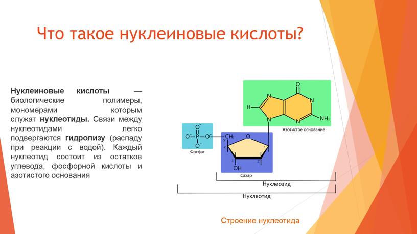 Что такое нуклеиновые кислоты?