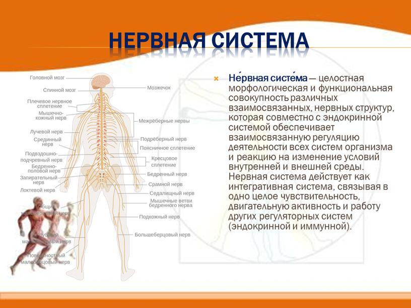 Нервная Система Не́рвная систе́ма — целостная морфологическая и функциональная совокупность различных взаимосвязанных, нервных структур, которая совместно с эндокринной системой обеспечивает взаимосвязанную регуляцию деятельности всех систем…