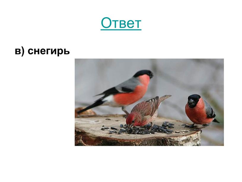 Ответ в) снегирь