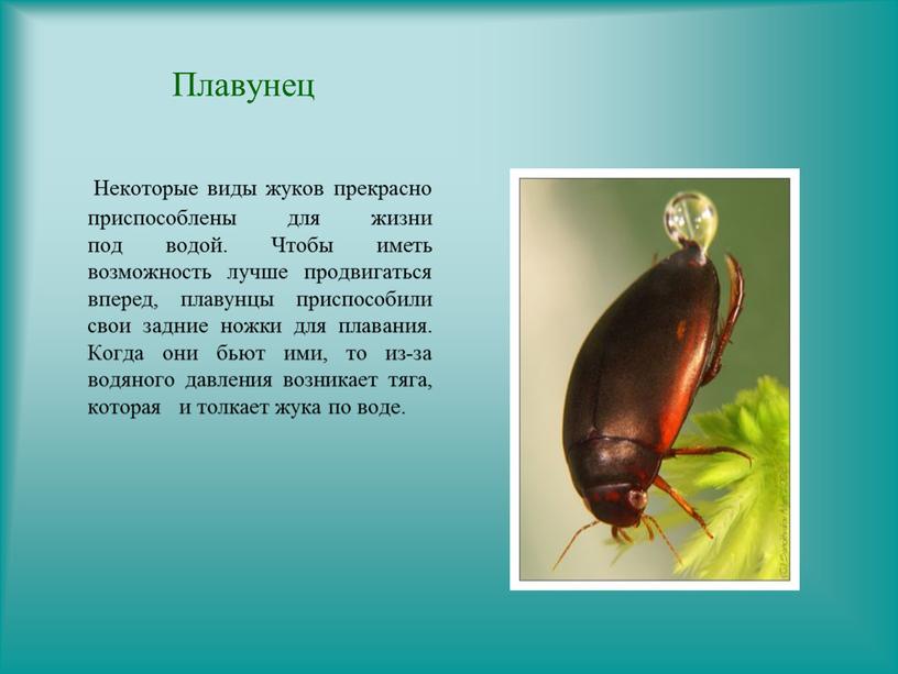 Плавунец Некоторые виды жуков прекрасно приспособлены для жизни под водой