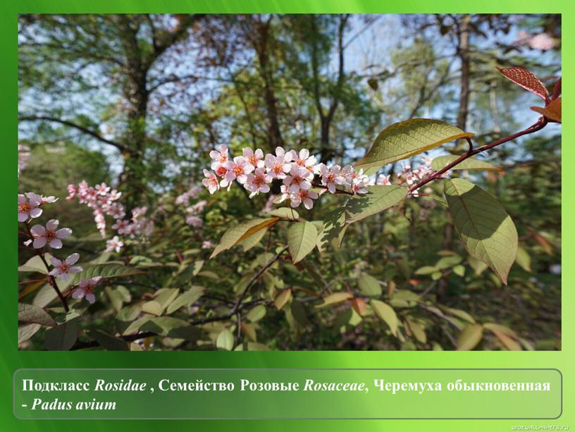 Подкласс Rosidae , Семейство