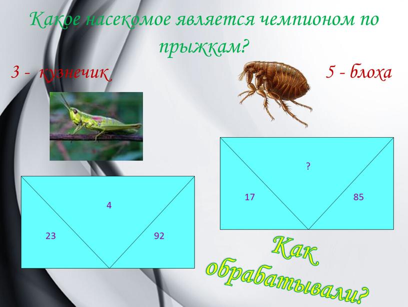 Какое насекомое является чемпионом по прыжкам? 3 - кузнечик 5 - блоха