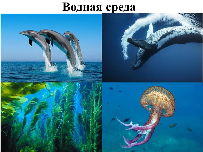 Водная среда