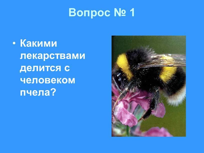 Вопрос № 1 Какими лекарствами делится с человеком пчела?