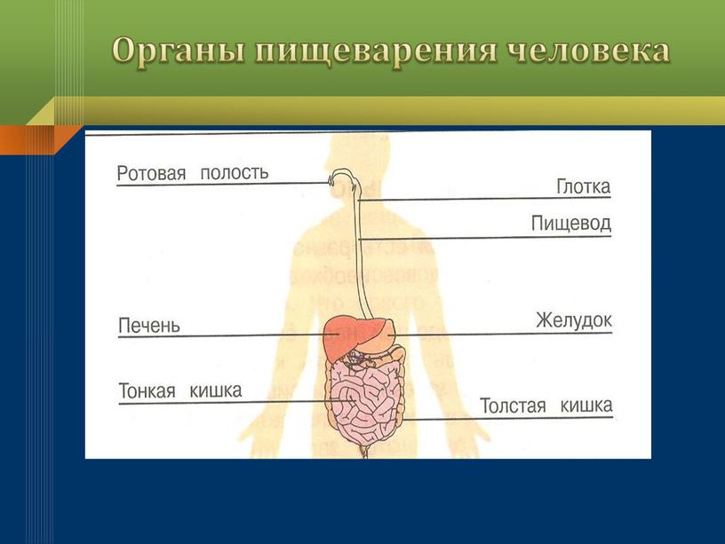 Органы пищеварения человека