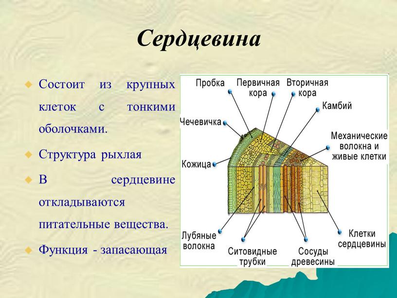 Сердцевина Состоит из крупных клеток с тонкими оболочками