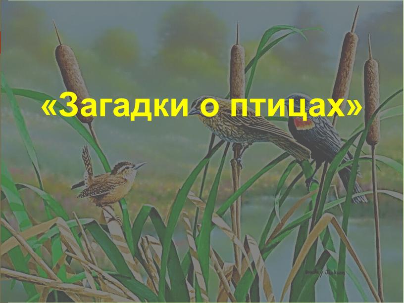 «Загадки о птицах»