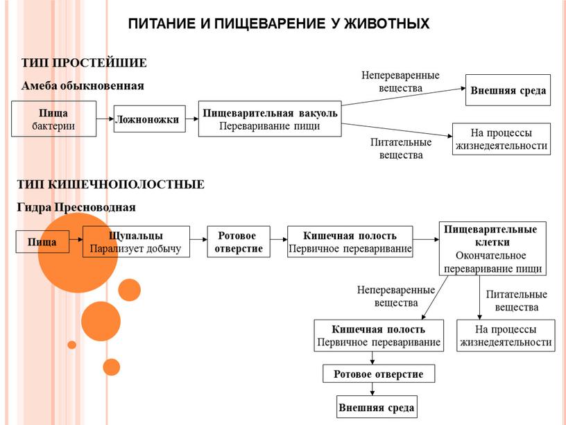 ПИТАНИЕ И ПИЩЕВАРЕНИЕ У ЖИВОТНЫХ