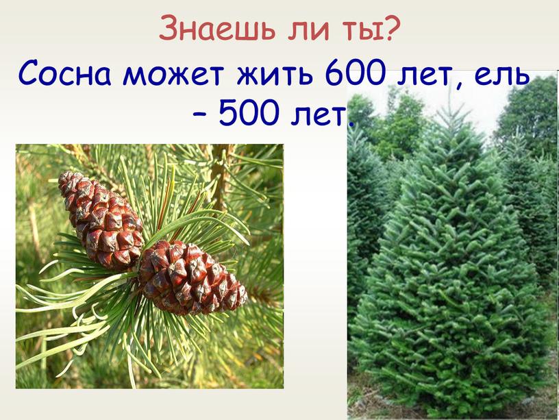 Знаешь ли ты? Сосна может жить 600 лет, ель – 500 лет