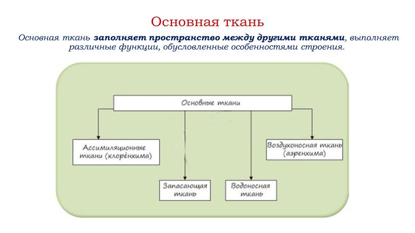 Основная ткань Основная ткань заполняет пространство между другими тканями , выполняет различные функции, обусловленные особенностями строения