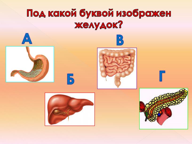 Под какой буквой изображен желудок?