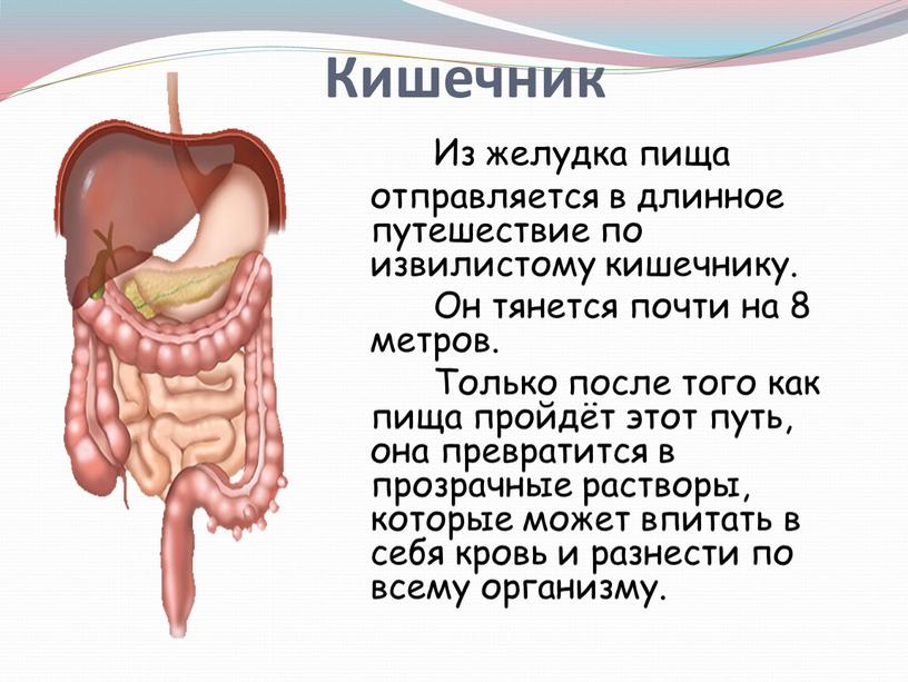 Из желудка пища отправляется в длинное путешествие по извилистому кишечнику