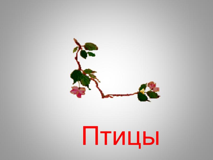 Птицы