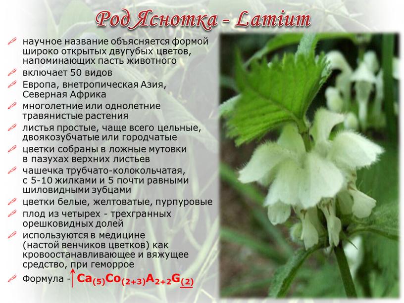 Род Яснотка - Lamium научное название объясняется формой широко открытых двугубых цветов, напоминающих пасть животного включает 50 видов