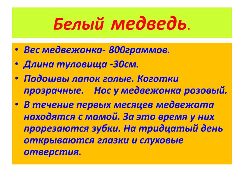 Белый медведь . Вес медвежонка- 800граммов