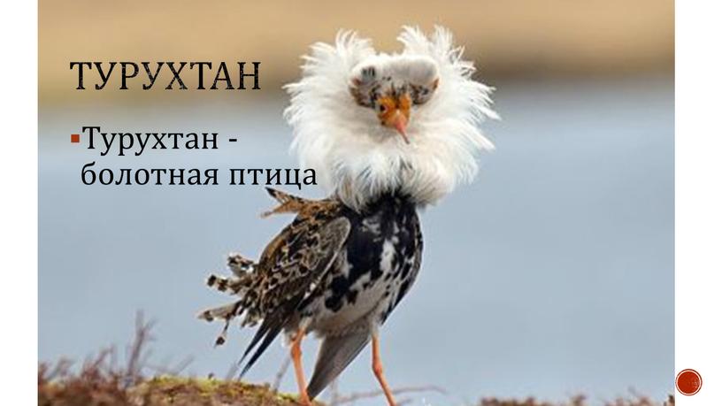 турухтан Турухтан - болотная птица