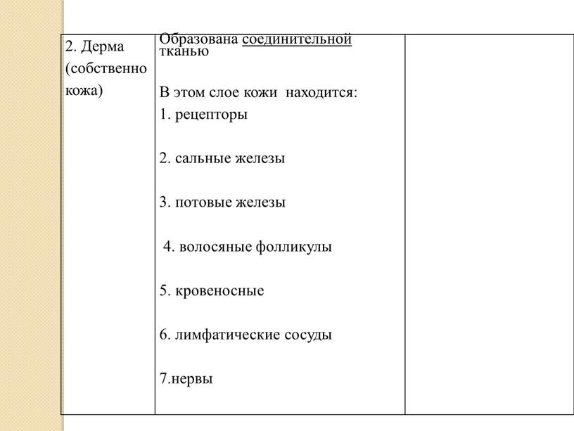 Дерма (собственно кожа) Образована соединительной тканью