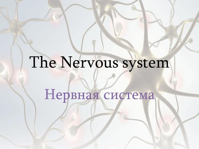 The Nervous system Нервная система
