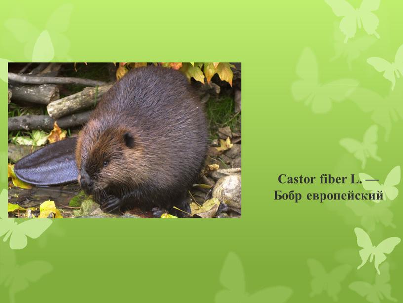 Castor fiber L. — Бобр европейский
