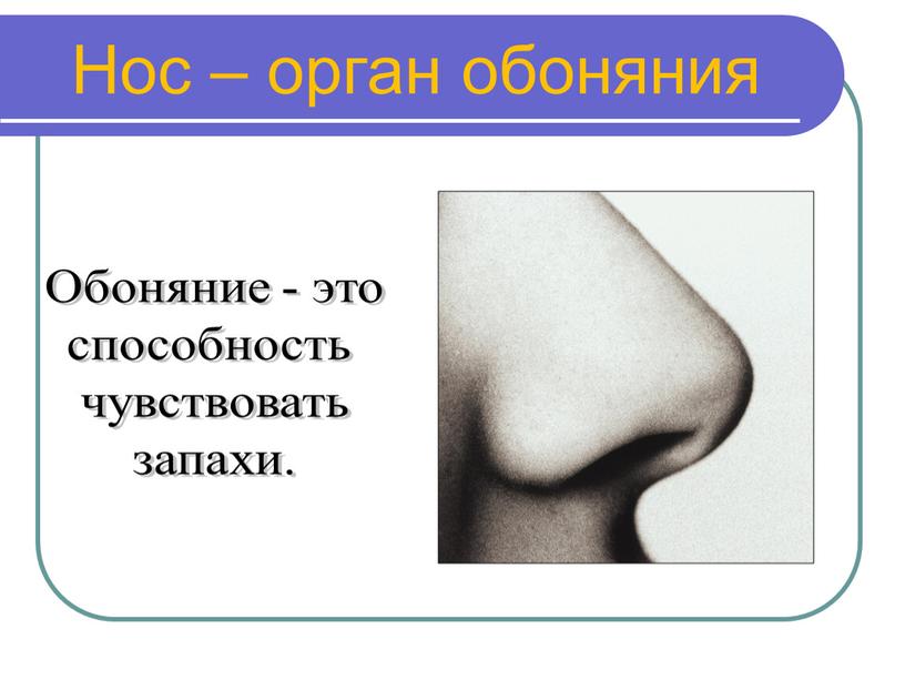 Нос – орган обоняния Обоняние - это способность чувствовать запахи