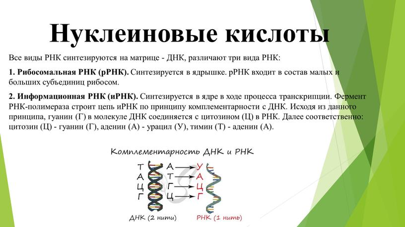 Нуклеиновые кислоты Все виды РНК синтезируются на матрице -