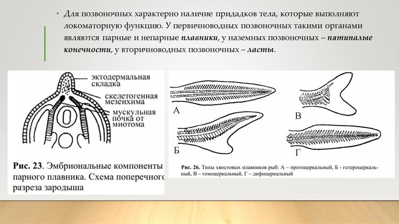 Для позвоночных характерно наличие придадков тела, которые выполняют локоматорную функцию