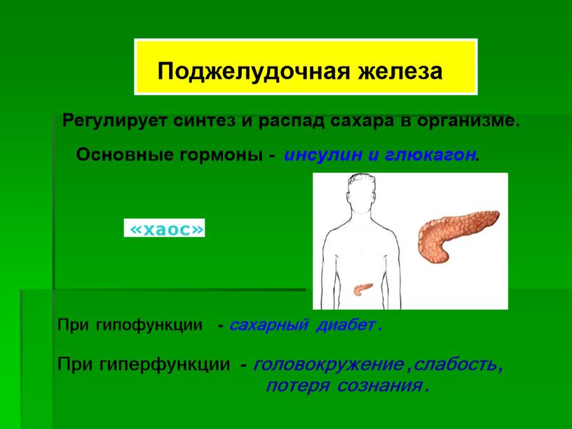 Презентация к уроку "Эндокринные железы"