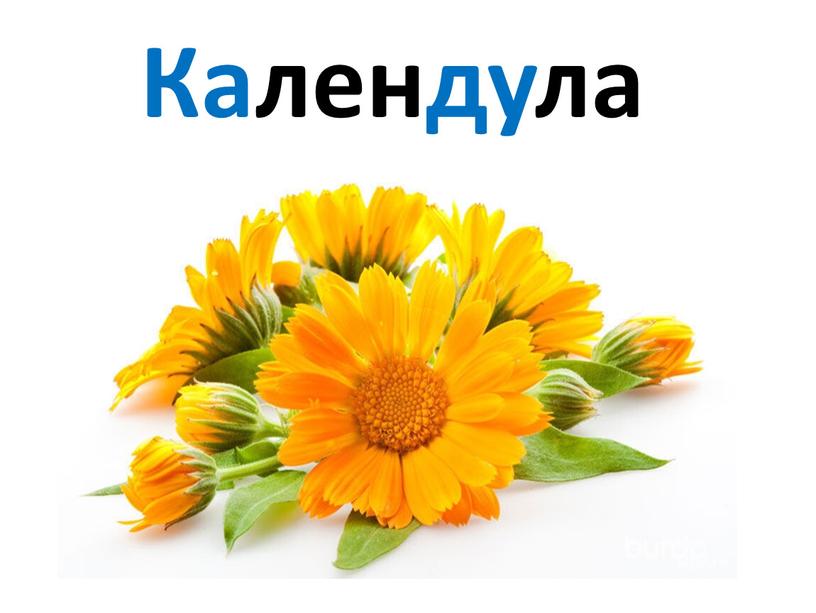 Календула