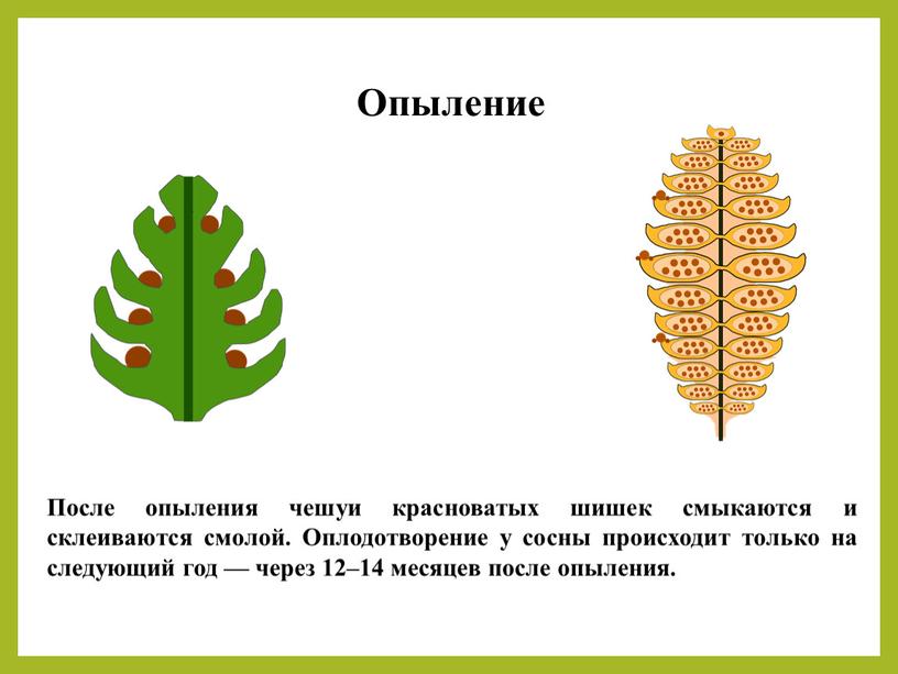 Опыление После опыления чешуи красноватых шишек смыкаются и склеиваются смолой