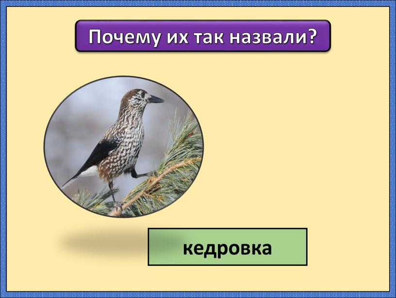 Почему их так назвали? кедровка