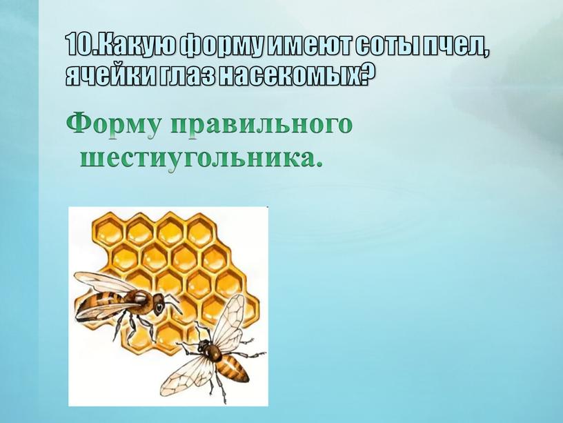 Какую форму имеют соты пчел, ячейки глаз насекомых?