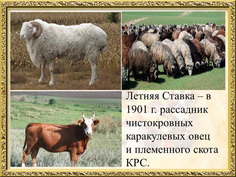 Летняя Ставка – в 1901 г. рассадник чистокровных каракулевых овец и племенного скота