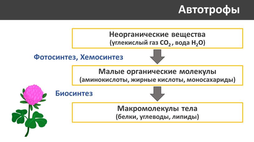 Автотрофы Неорганические вещества (углекислый газ