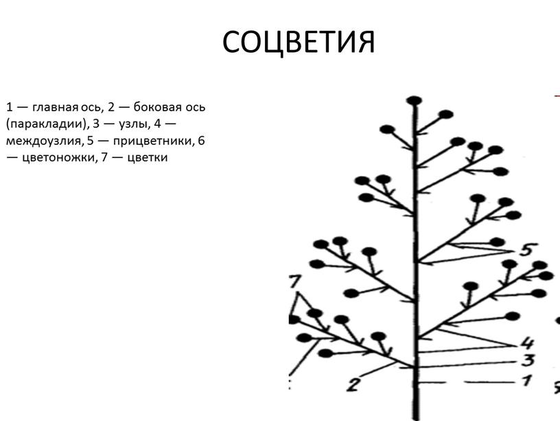 СОЦВЕТИЯ 1 — главная ось, 2 — боковая ось (паракладии), 3 — узлы, 4 — междоузлия, 5 — прицветники, 6 — цвето­ножки, 7 — цветки