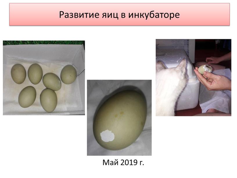 Развитие яиц в инкубаторе Май 2019 г