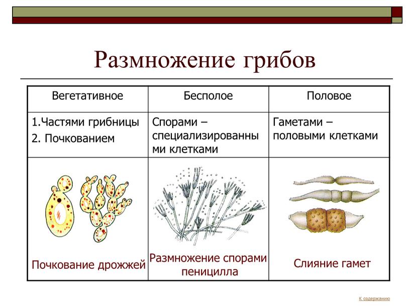 Размножение грибов Вегетативное